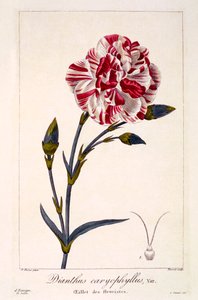 Dianthhus caryophyllus, pub.1836. 作者 Panacre Bessa