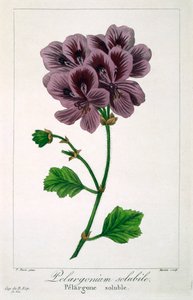 Pelargonium, pub.1836. 作者 Panacre Bessa