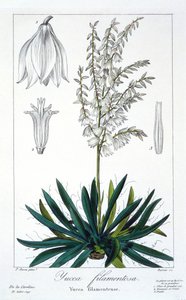 Yucca filimentosa, pub.1836. 作者 Panacre Bessa