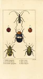 Callidium longipes 1、瓢虫、Jauravia dorsalis 2、七星瓢虫 3、跳蚤甲虫、Altica cincta 4、Altica emarginata 5 和 Altica chrysis 6 作者 贝萨·潘克拉斯（之后）