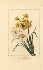 水仙花品种、水仙、水仙和假水仙