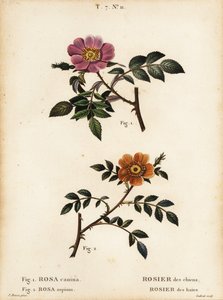 Dog rose、Rosa canina、Rosier des chien 1 和小叶甜蔷薇、Rosa sepium、Rosa agrestis、Rosier des hedges 2 作者 贝萨·潘克拉斯（之后）