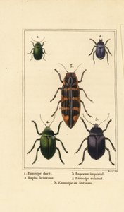 Dogbane beetle, Chrysochus gilded 1, 2 Silver Pleurophorus, Banksia Jewel beetle, Imperial Cyrioides 3, Eumolpus Shining 4, 5 和 Eumolpus surinamensis