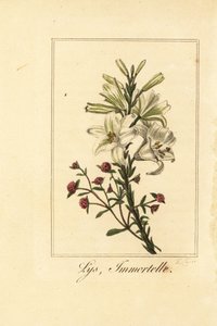 百合和红色长生花，Lys et immortelle，Lilium candidum和Helichrysum sanguineum