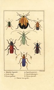 孔雀石甲虫，Malachius bipustulatus 1，网翅甲虫，Lycus melanurus 2，Lycus punctatus 3，Saperda punctata 4，Saperda种类5，Trichodes octopunctatus 6和Trichodes apiarius 7