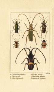 西班牙苍蝇甲虫、Lytta vesicatoria 1、黄蜂甲虫、Clytus arietis 2、Altica equinoctialis 3、Clytra quadripunctata 4、长角甲虫、Chlorida festiva 5 和 Trachyderes succinctus 6