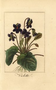 Sweet violet, Violette, Viola odorata 作者 贝萨·潘克拉斯（之后）