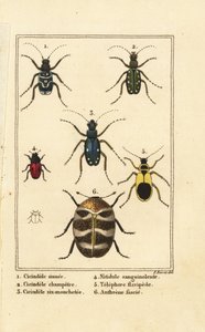 虎甲虫、Cicindela sinuata 1、Cicindela campestris 2、Cicindela sexguttata 3、Nitidula sanguinolenta 4、各种地毯甲虫、Telephore flavipede 5、Anthrenus verbasci 6