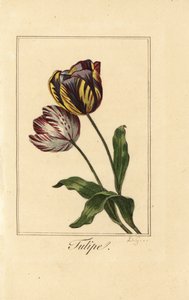 Varieties of tulip, tulipe, Tulipa gesneriana