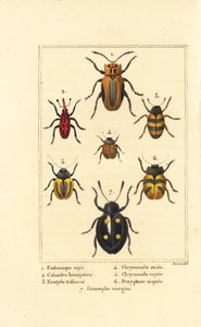 象鼻虫：Eudomychus striata 1, Calandra hemiptera 2, pleasing fungus beetle, Erotylus species 3, Chrysomela striata 4, Acalymma vittatum 5, Chrysomela arcuata 6 and Eumorphus marginata 7 作者 贝萨·潘克拉斯（之后）