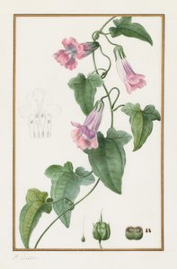 (植物学名：Maurándia semperflorens） 作者 Pancrace贝萨