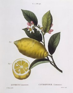柠檬（Citrus limonium），Henry Louis Duhamel du Monceau，Pancrace Bessa制作的植物板。 作者 Pancrace贝萨