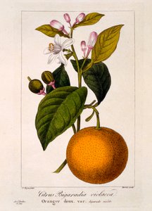甜橙：Citrus sinensis var。 Bigaradia violacea，1836年（手工彩色雕刻） 作者 Pancrace贝萨