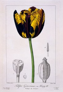 1836年亨利四世国王的郁金香（手工雕刻） 作者 Pancrace贝萨