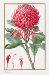 无题，1828年至1835年。 作者 Pancrace贝萨