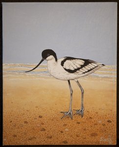 阿沃卡特，2016 年 作者 帕特·斯科特