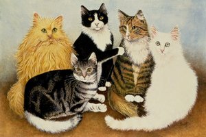 猫的摇篮