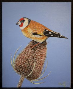 金翅雀，2016 年 作者 帕特·斯科特