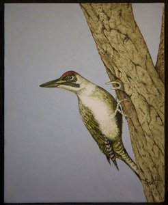 绿色啄木鸟，2016 年 作者 帕特·斯科特