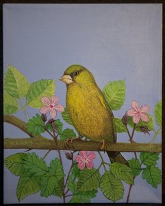 绿翅雀，2016 年