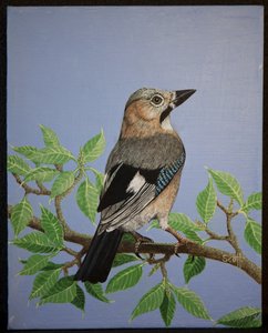 杰伊，2016 年