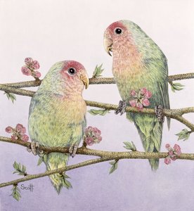 爱情鸟 作者 帕特·斯科特
