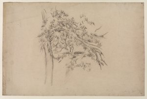 一棵树的研究，c.1885-87（纸上石墨） 作者 保罗·塞尚