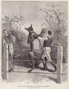 The boxing kangaroo at the Royal Aquarium, London (litho) 作者 保罗·弗伦岑尼