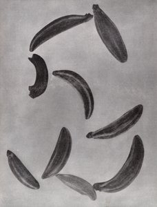 葛缕子种子（黑白照片） 作者 保罗·亨宁