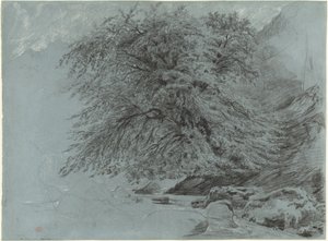 盛开的野山毛榉 作者 保罗·休特