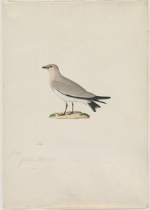 小的Pratincole Glareola lactea，19世纪。 作者 保罗·休特