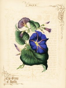 牵牛花的花朵和叶子。 作者 Paul Jerrard