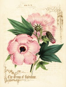 粉红色的木槿花和叶子。 作者 保罗杰拉德
