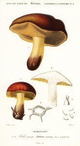 牛肝菌蘑菇，Boletus circinans.，1849 年（雕刻）