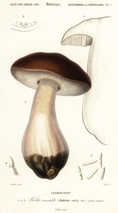牛肝菌、便士面包、牛肝菌或牛肝菌蘑菇、美味牛肝菌。 ,1849（雕刻）