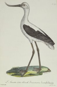 白头Avocet，19世纪初（彩色雕刻）