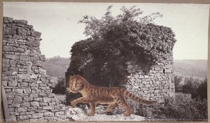 老虎，老虎，约 1938 年（拼贴画） 作者 保罗·纳什