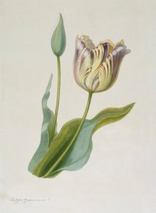 郁金香，郁金香，约1840-1880。 作者 宝琳·吉拉尔丹