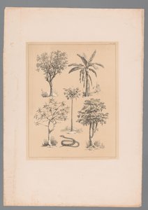 五个作物品种和一根水管 作者 法国美术学院