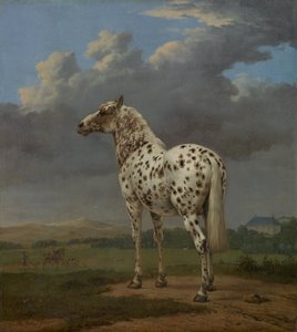 花斑马，约1654年