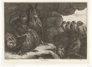 猫头鹰在山洞里 des Ducs（物体上的标题） 凡尔赛动物园的鸟类（系列名称） 作者 彼得·布尔