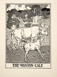 The Wanton Calf，来自A Hundred Fables of Aesop，pub.1903