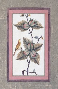花鸟研究，约1780年