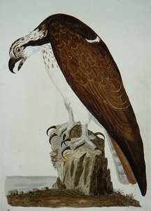 秃头鵟，板块来自《英国动物学，第二类：鸟类》，由Peter Mazell（fl.1761-97）1766年雕刻（雕版）。