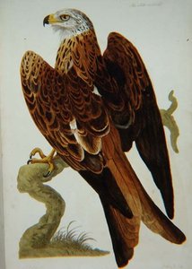 风筝（Milvus milvus）或Glead，板块来自《英国动物学，第二类：鸟类》，由Peter Mazell（fl.1761-97）1766年镌刻（雕刻）。