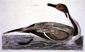 凤尾鸭（Anas acuta）图版，出自《英国动物学，第二类：鸟类》，由Peter Mazell（fl.1761-97）1766年雕刻（雕刻）。
