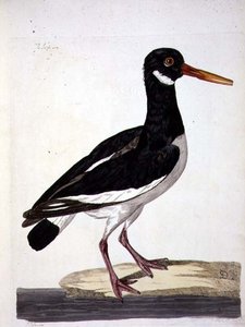 海派或蛎鹬（Haematopus ostralegus）板块，出自《英国动物学，第二类：鸟类》，由Peter Mazell（fl.1761-97）1766年雕刻（雕刻）。