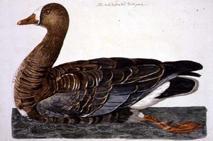 白额雁（Anser albifrons）板块，来自《英国动物学，第二类：鸟类》，由Peter Mazell（fl.1761-97）1766年雕刻（雕刻）。