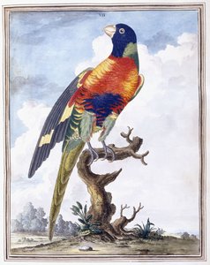 板块VII 作者 彼得·布朗