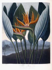 女王（1796-1807） 作者 彼得·查尔斯·亨德森